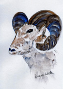 Big Horn Sheep