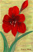 Amaryllis