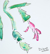 Christmas Cactus