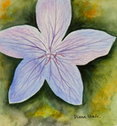 Dwarf Balloon Flower