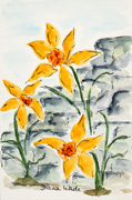 Jan's Daffodils