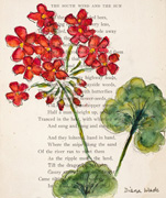 Geranium