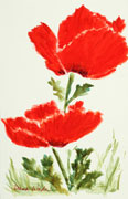 Sandy's Poppies