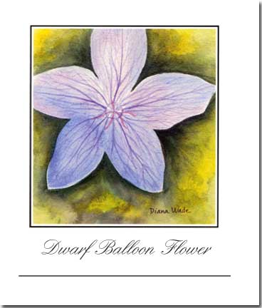 Dwarf Balloon Flower