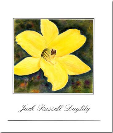 Jack Russell Daylily