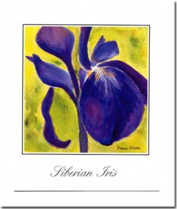 Siberian Iris