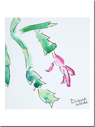 Christmas Cactus