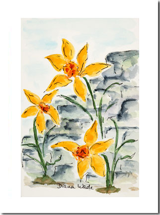 Jan's Daffodils