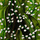 Lily of the Valley