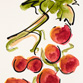 Table Grapes