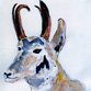 Pronghorn